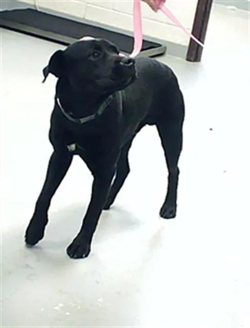 A young medium-sized male Labrador Retriever dog named Potato for adoption in Fayetteville, NC