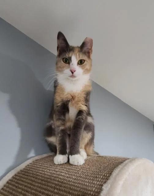 A young medium-sized female Domestic Short Hair cat named Beanz for adoption in Pawtucket, RI