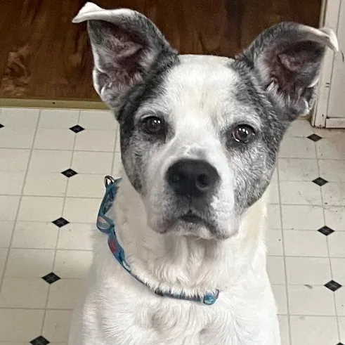 A senior medium-sized male Boxer dog named Gus for adoption in Toledo, OH