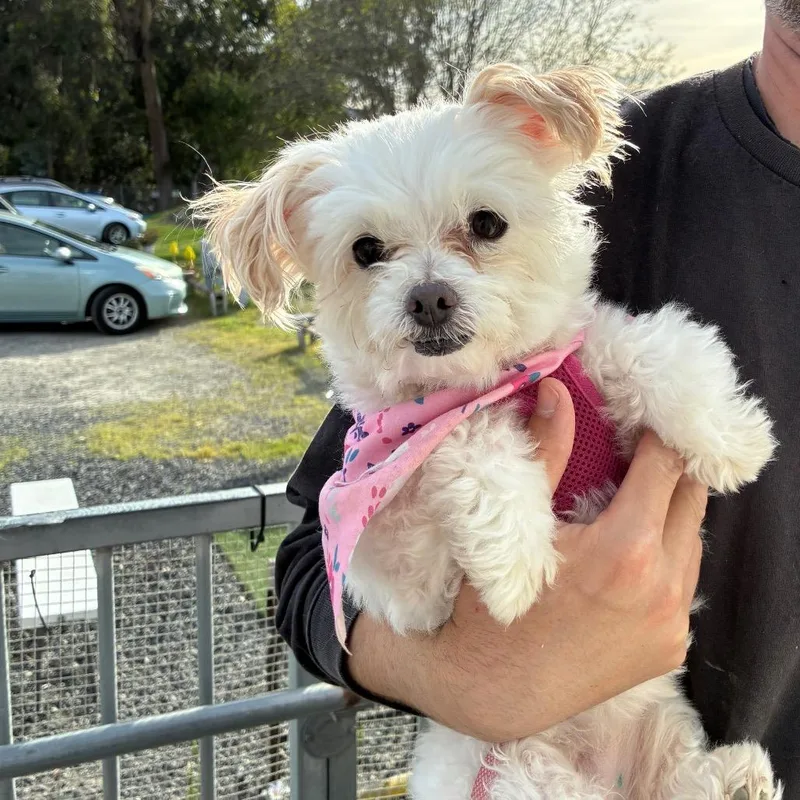 Calla Lily thumbnail 2