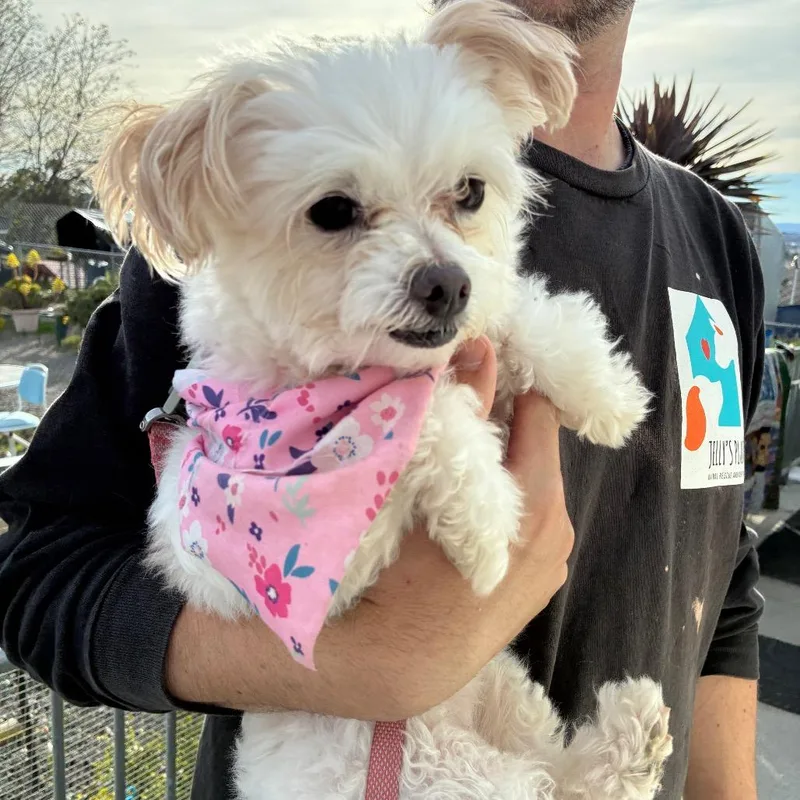 Calla Lily thumbnail 3