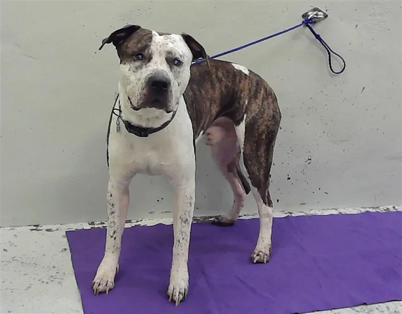 A young medium-sized male Staffordshire Bull Terrier dog named Blue for adoption in Houston, TX