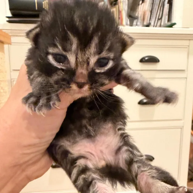 A baby small-sized male Black Domestic Short Hair cat named Kabob for adoption in Ashland, OR