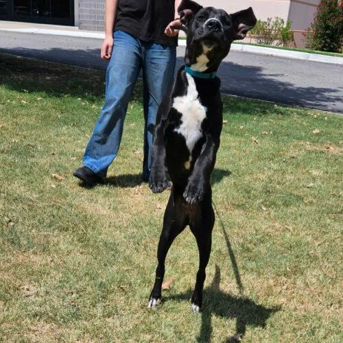 A baby medium-sized male Pit Bull Terrier dog named Teeter for adoption in Broken Arrow, OK