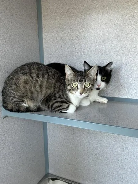 A young small-sized female Domestic Short Hair cat named Eggo for adoption in Skillman, NJ