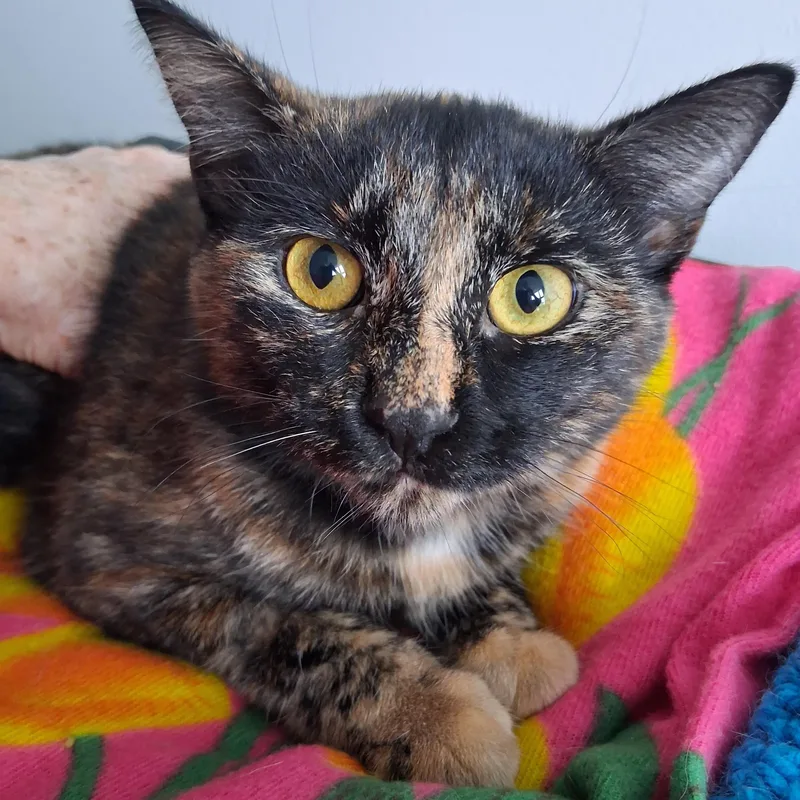 A baby medium-sized female Tortoiseshell Domestic Short Hair cat named Reese for adoption in Northfield, MN