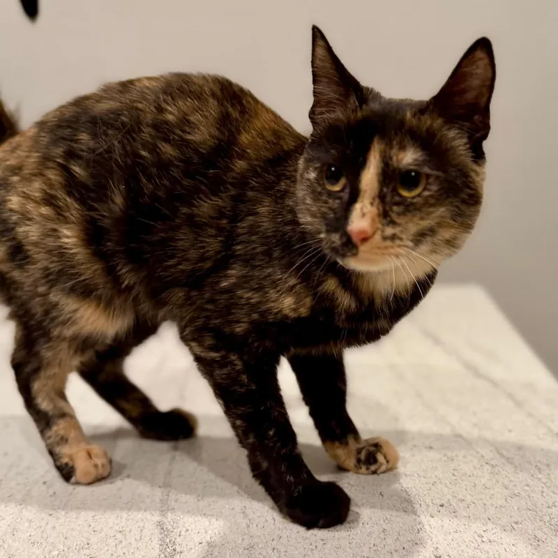 An adult medium-sized female Tortoiseshell Domestic Short Hair cat named Gertie for adoption in Green Bay, WI
