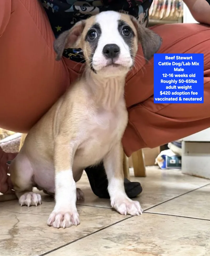 A baby medium-sized male Cattle Dog dog named Beef Stewart for adoption in Oviedo, FL
