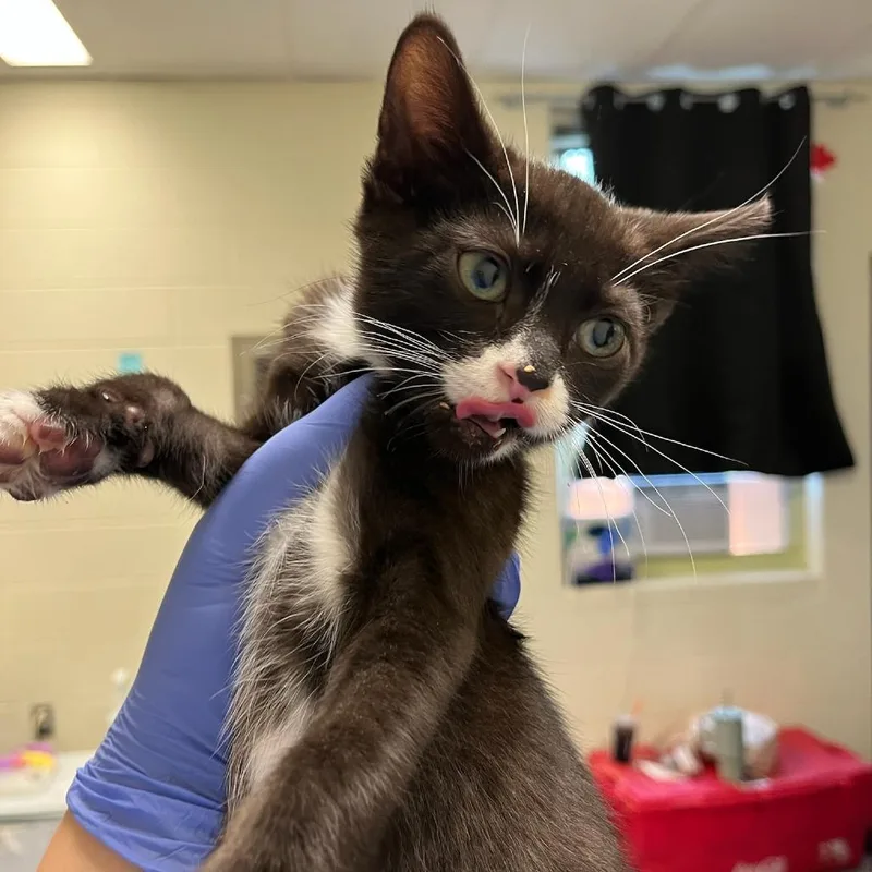 A baby small-sized male Black Domestic Short Hair cat named Alakazam for adoption in Charlottesville, VA