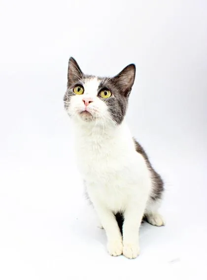 A baby small-sized male Domestic Short Hair cat named Ricky for adoption in Morton Grove, IL
