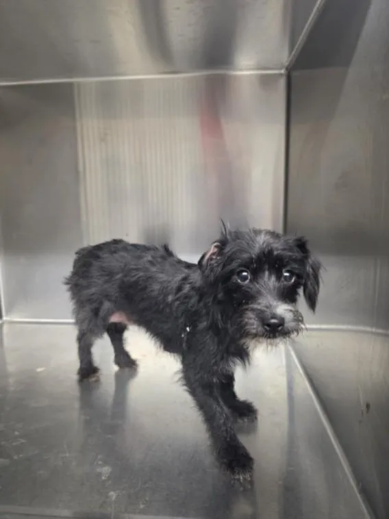 An adult small-sized female Terrier dog named Mini for adoption in Los Angeles, CA