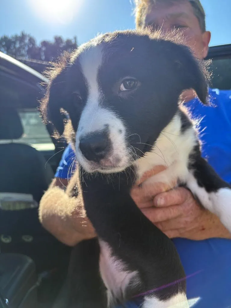 A baby medium-sized female Australian Shepherd dog named Lacy for adoption in Lavonia, GA