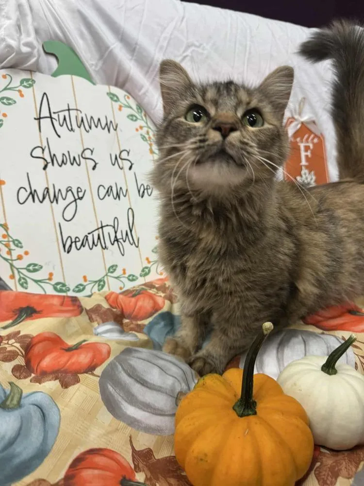 Watermelon thumbnail 2