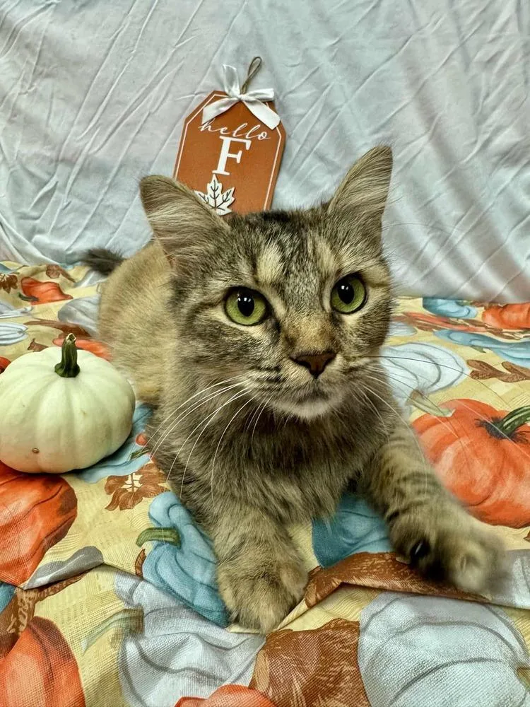 Watermelon thumbnail 4