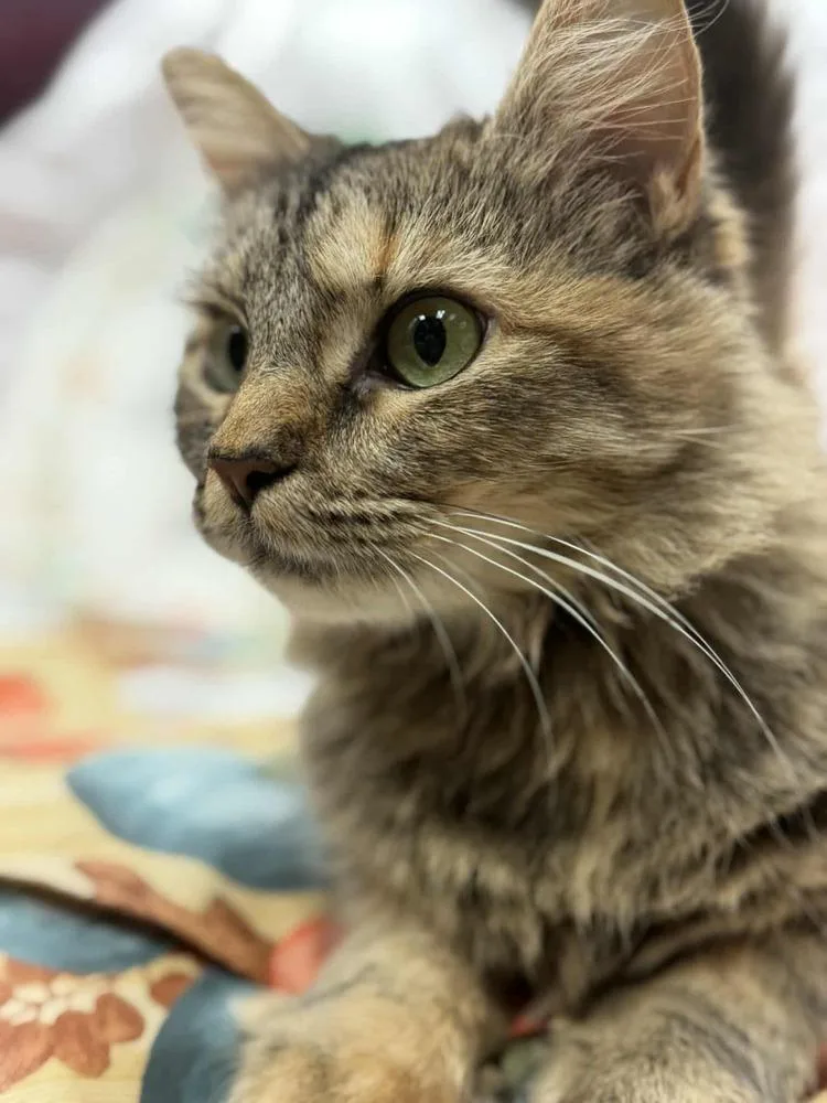 Watermelon thumbnail 5