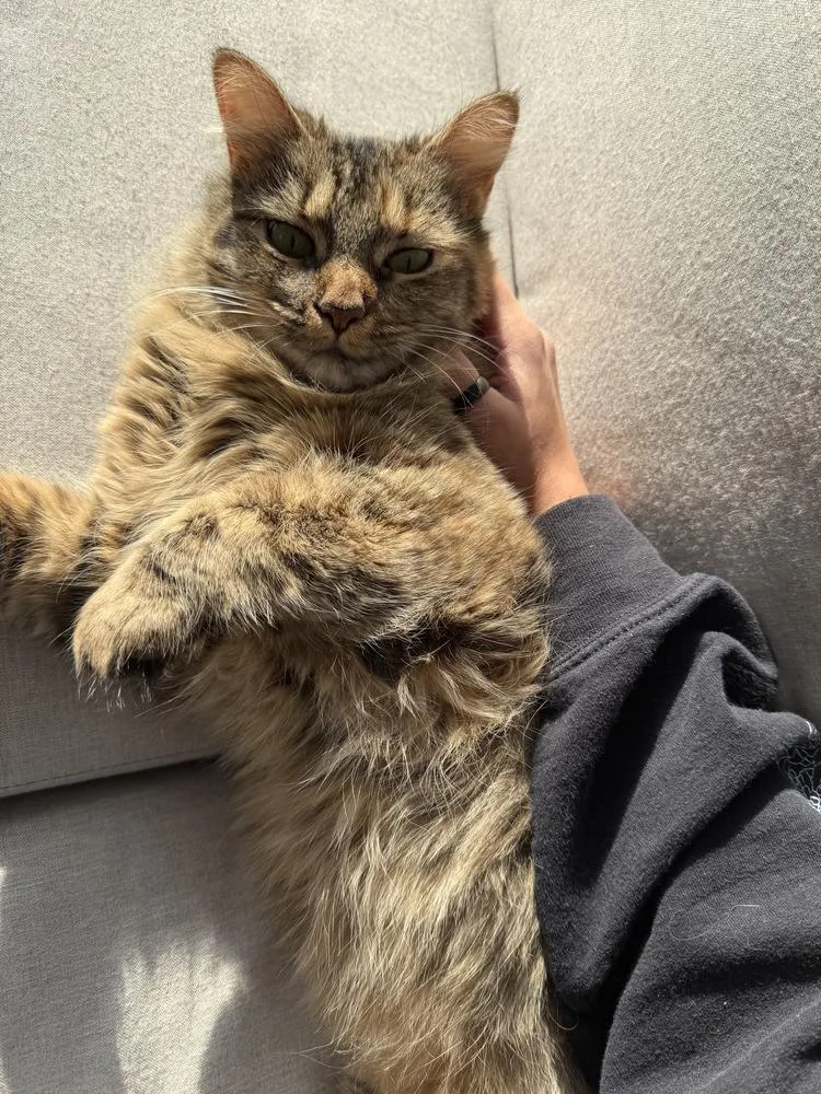 Watermelon thumbnail 6