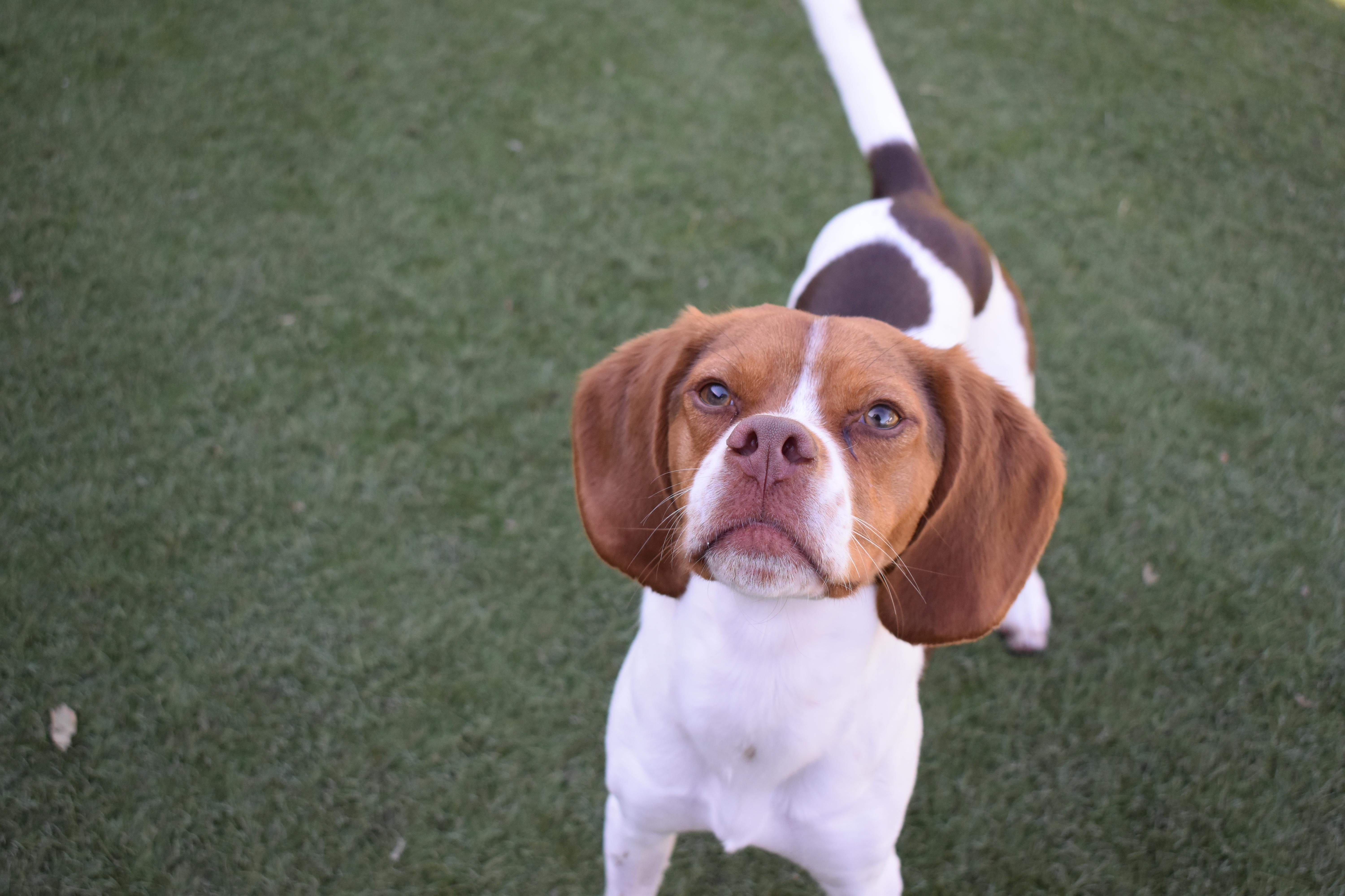 A baby small-sized male Beagle dog named Meatloaf for adoption in Auburn, NE