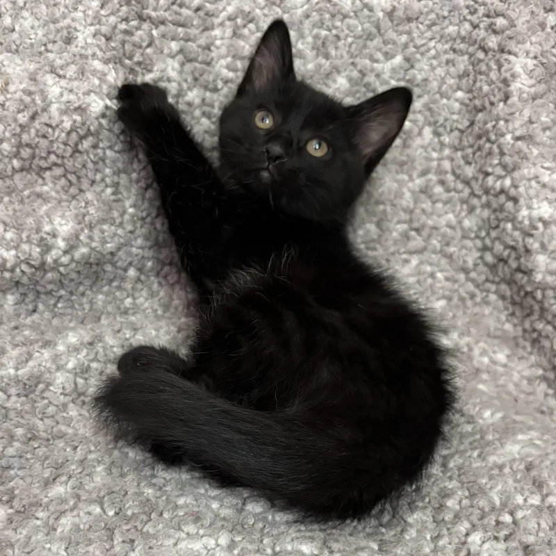 A baby medium-sized male Black Domestic Short Hair cat named Ryder for adoption in Ephrata, WA