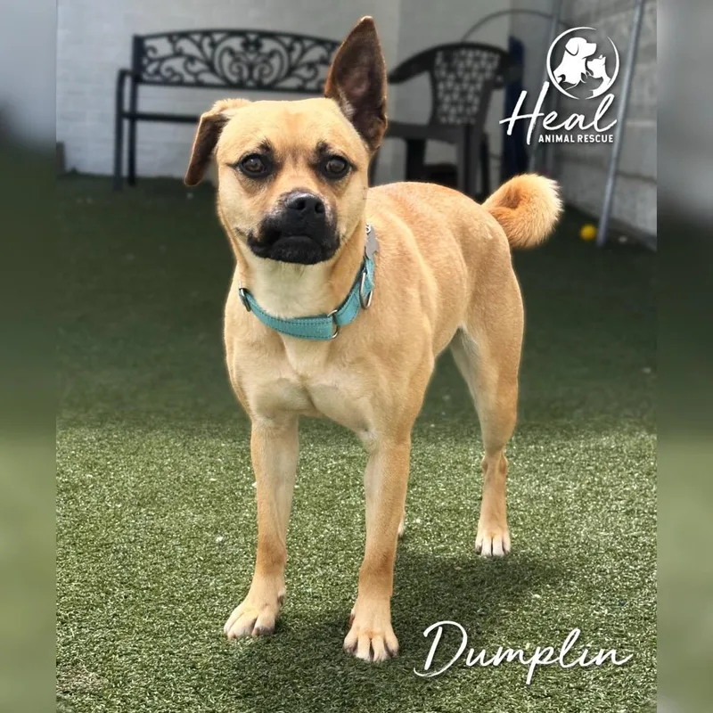 An adult medium-sized female Brown / Chocolate Pug dog named Dumplin for adoption in Youngwood, PA
