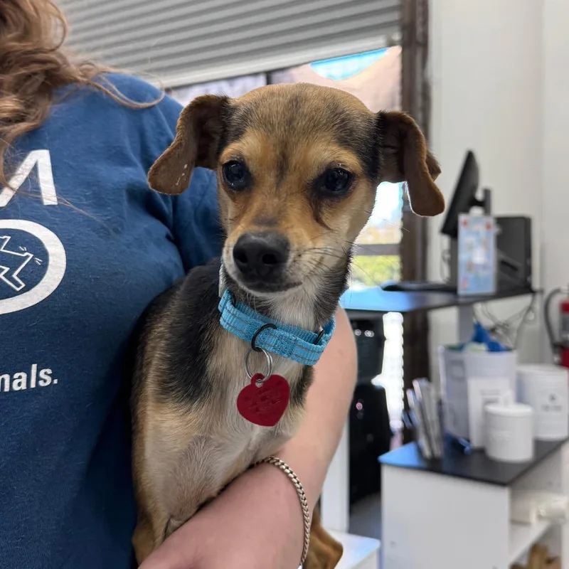 An adult small-sized male Brown / Chocolate Chihuahua dog named Pancho for adoption in Point Richmond, CA