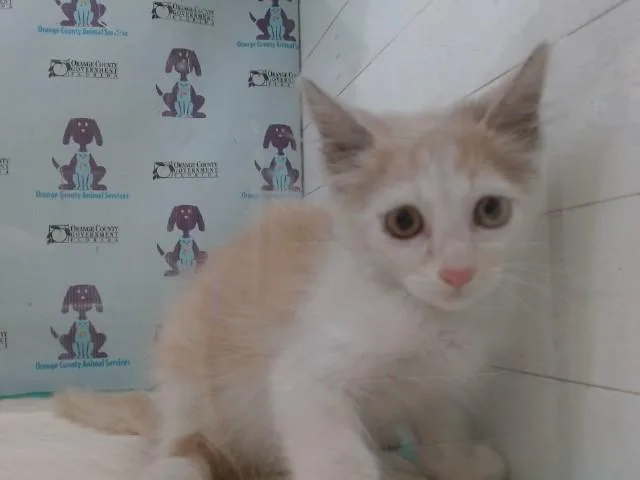 A baby small-sized male Domestic Short Hair cat named Boston for adoption in Orlando, FL