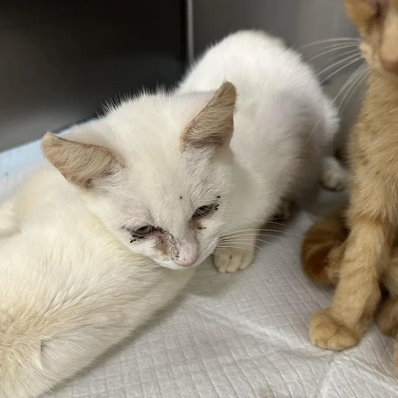 A baby small-sized female Domestic Short Hair cat named Meowdy for adoption in Corbin, KY