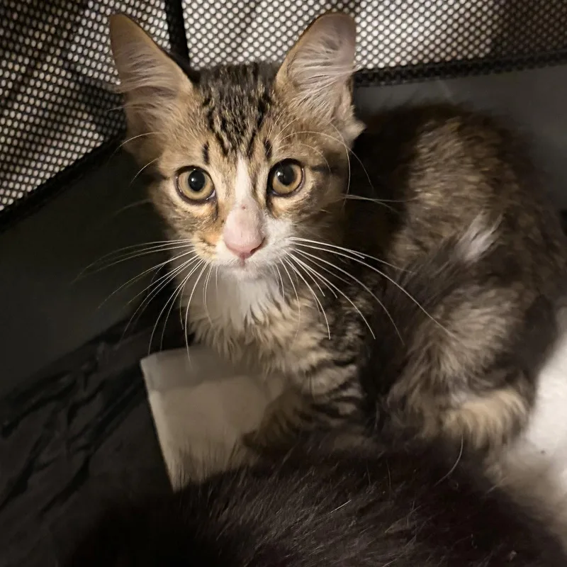 A baby medium-sized male Domestic Short Hair cat named Whiskey for adoption in Tampa, FL