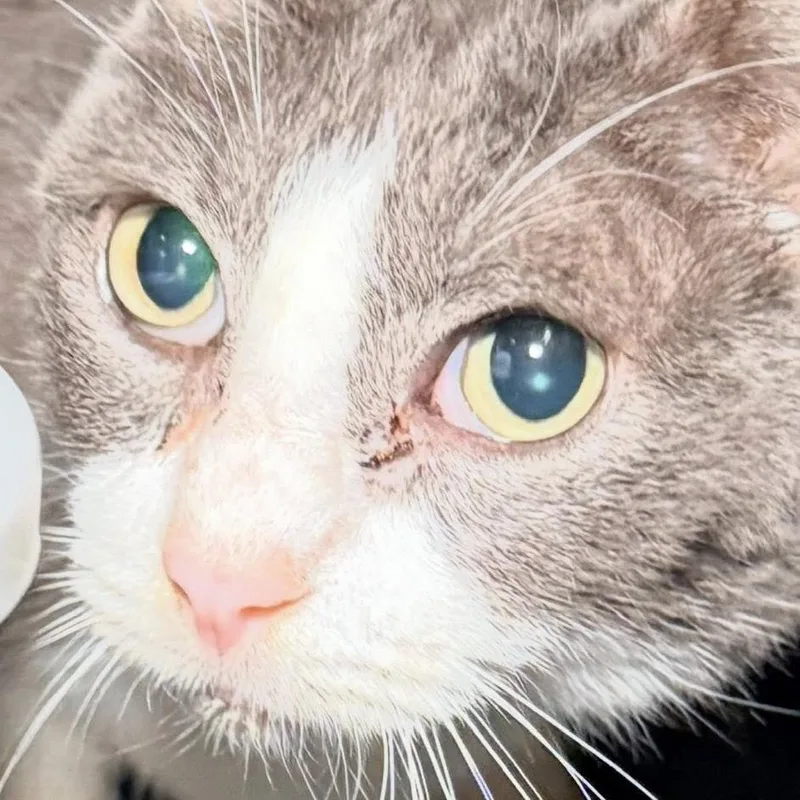 An adult small-sized male Gray / Blue / Silver Domestic Short Hair cat named Bijou for adoption in Leander, TX