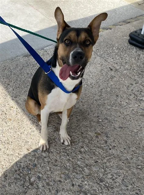 A young large-sized female Mixed Breed dog named Lily for adoption in Dallas, TX