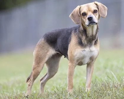 An adult small-sized female Beagle dog named Harper for adoption in Bedford, IN