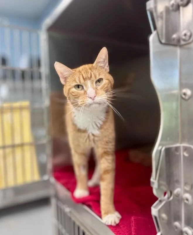An adult medium-sized male Orange / Red Domestic Short Hair cat named The Doctor for adoption in Wooster, OH
