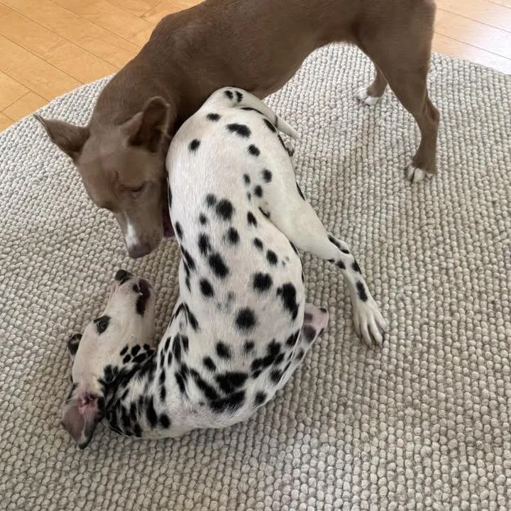 An adult medium-sized male White / Cream Dalmatian dog named Toliver for adoption in Alexandria, VA