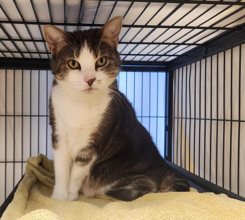 An adult medium-sized female Tabby (Gray / Blue / Silver) Domestic Short Hair cat named Mary for adoption in Clayton, NJ