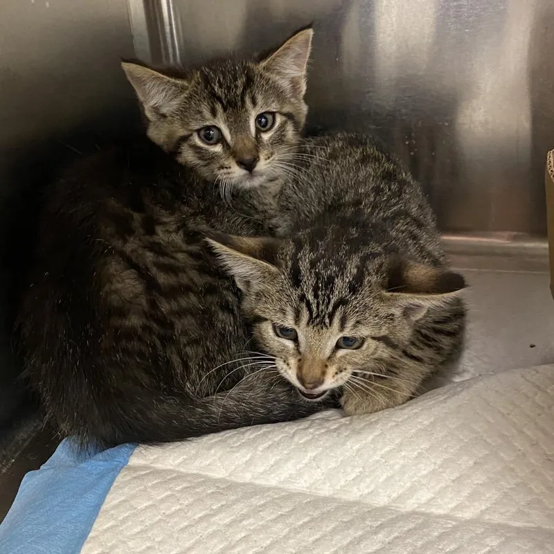 A baby small-sized female Brown / Chocolate Domestic Short Hair cat named Greek Food Items _ for adoption in Westminster, CA