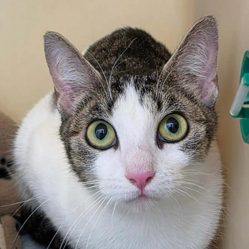 An adult medium-sized female Brown / Chocolate Domestic Short Hair cat named Minnie Mae for adoption in Zanesville, OH