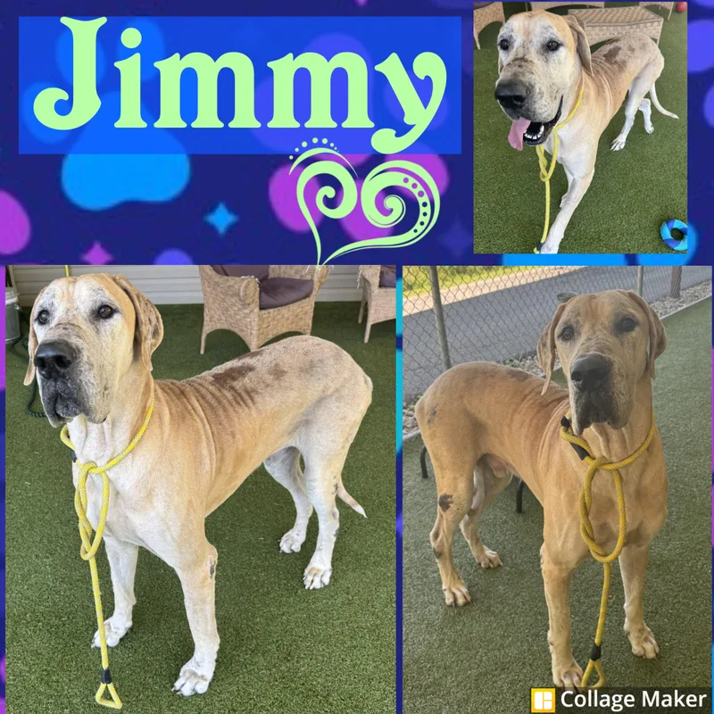Jimmy