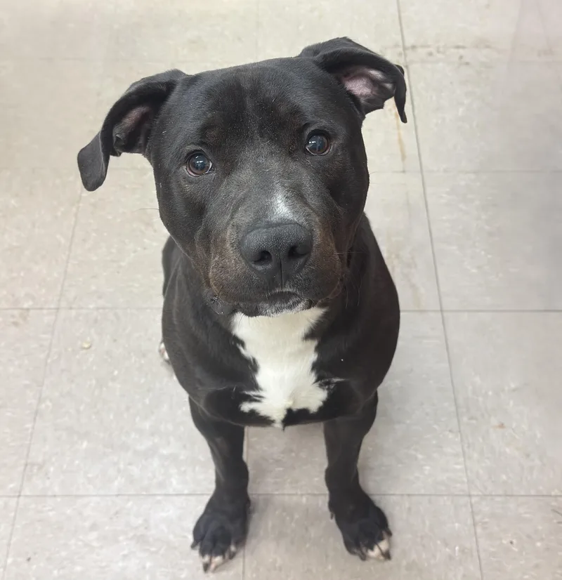 An adult large-sized male Black Pit Bull Terrier dog named Porkchop for adoption in Kearneysville, WV