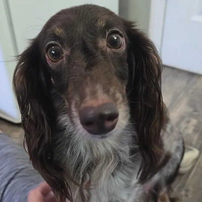 Polly thumbnail 4
