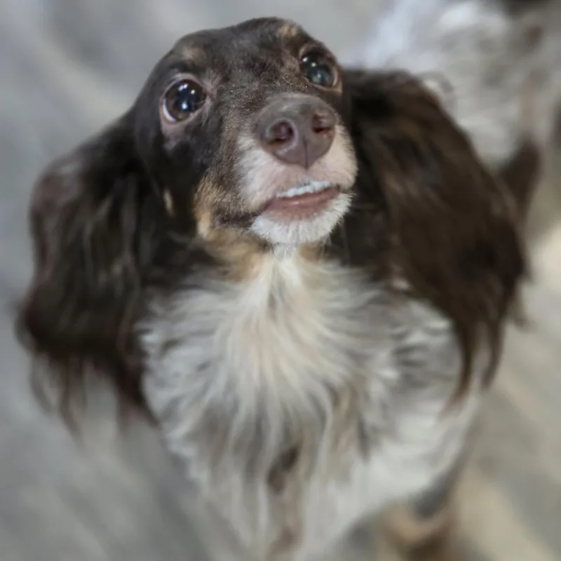 Polly thumbnail 6