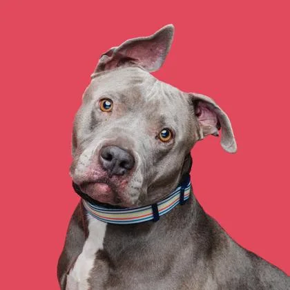 An adult large-sized female Pit Bull Terrier dog named Becky for adoption in Mount Holly, NJ