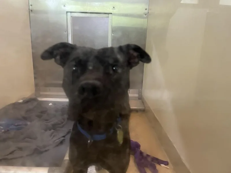 A young medium-sized male Pit Bull Terrier dog named Grench for adoption in Chapel Hill, NC