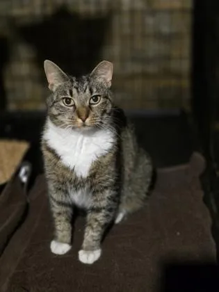 An adult large-sized female Domestic Short Hair cat named Juice Newton for adoption in Berwick, PA