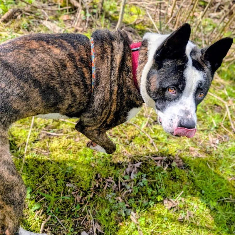 Pepper thumbnail 2