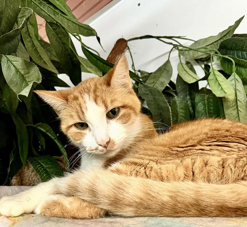 An adult medium-sized male American Shorthair cat named Beau for adoption in Shreveport, LA