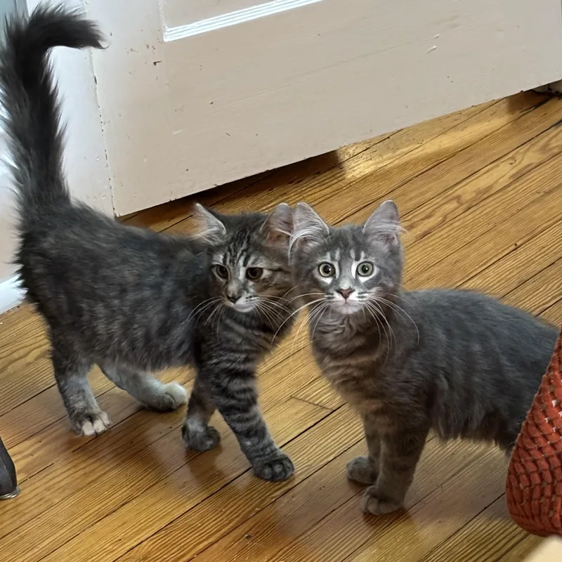 A baby medium-sized female Tabby (Gray / Blue / Silver) Domestic Long Hair cat named Ewok & Jedy Jedi for adoption in Lemoyne, PA