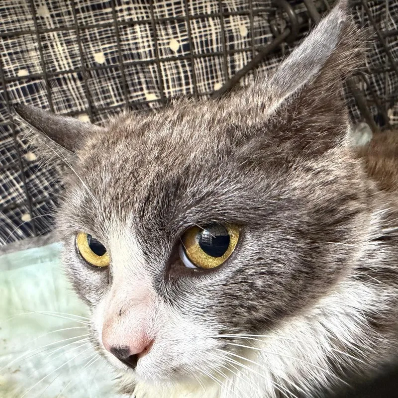 A baby small-sized male Gray / Blue / Silver Domestic Short Hair cat named Mercury for adoption in Brooklyn, NY