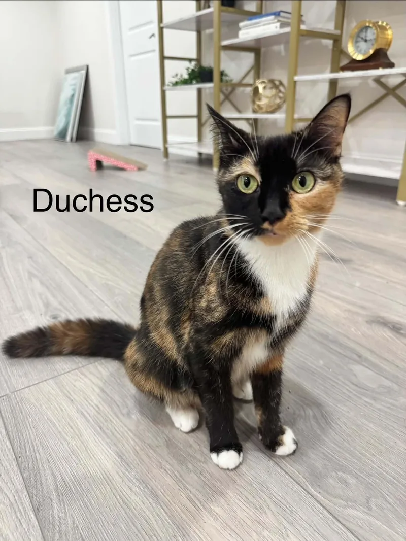 Duchess