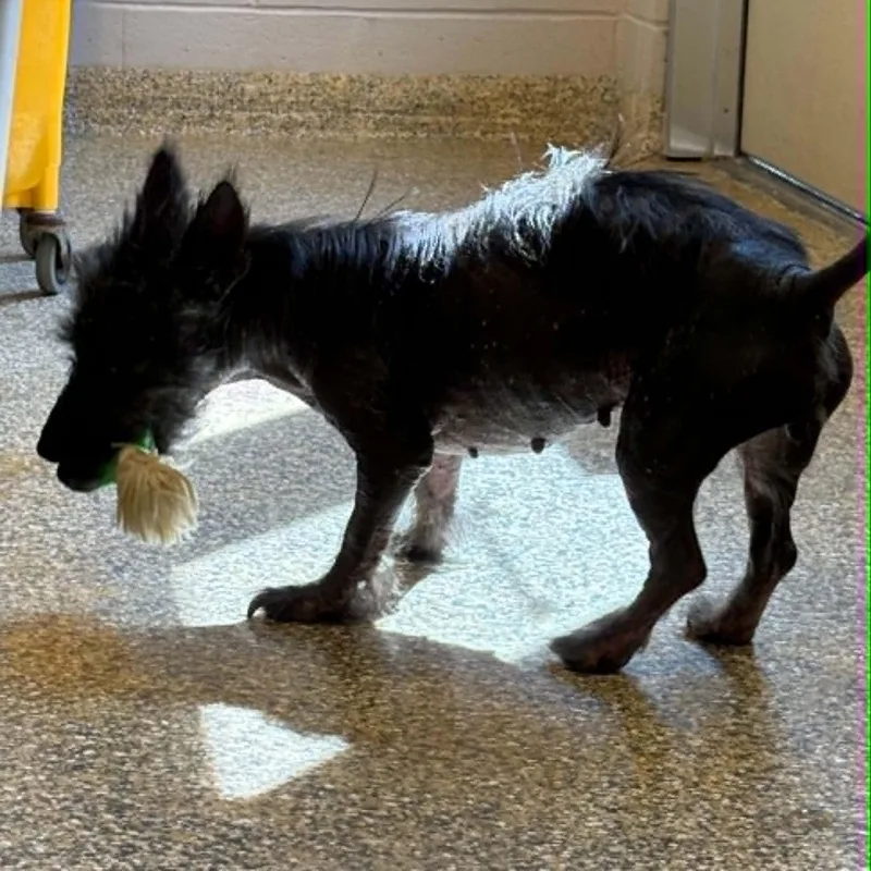 An adult small-sized female Black Scottish Terrier dog named Kizzy for adoption in Cape May Court House, NJ