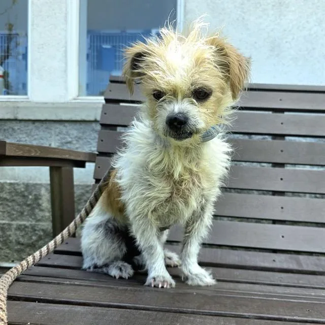 An adult small-sized male Terrier dog named Artie for adoption in Long Beach, CA