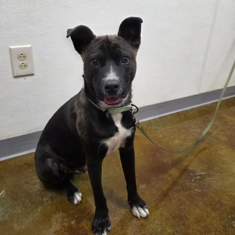 A young large-sized male Black Labrador Retriever dog named Nikon for adoption in Albuquerque, NM